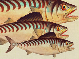Klassische Fischmotive 8 von Fernando Vieira