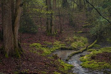 Der Sprung in den Berger Wald von René Jonkhout