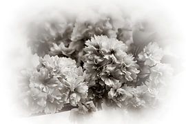 Cherry Blossom Romantic Vintage Black White by Marlika Art