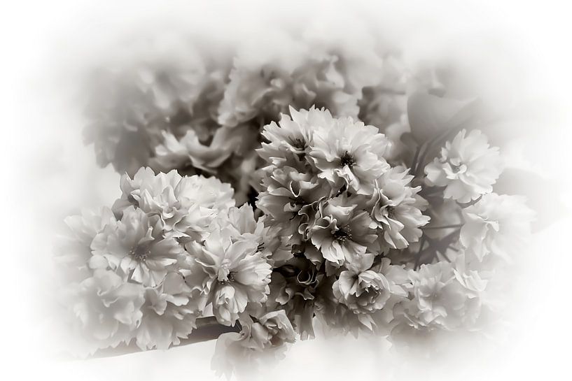 Kirschblüten Romantik Vintage Schwarz Weiß von Marlika Art