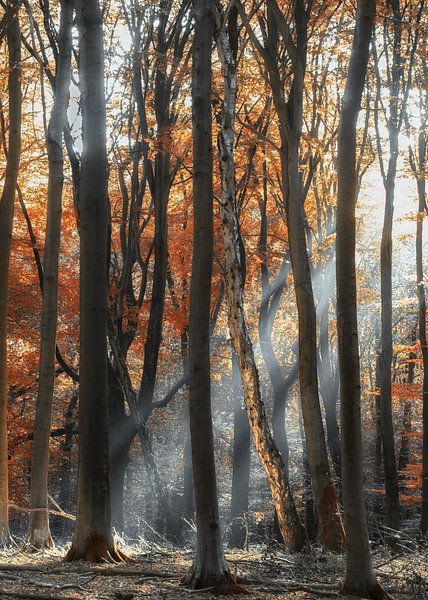Coucher de soleil dans la forêt de Speulders par Sabine Bartels