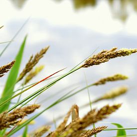 Hangend riet boven een vijver van Vera Boels