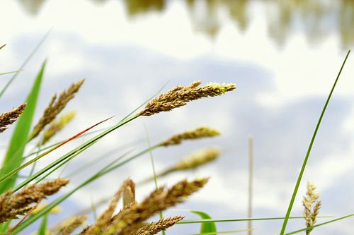 Hangend riet boven een vijver