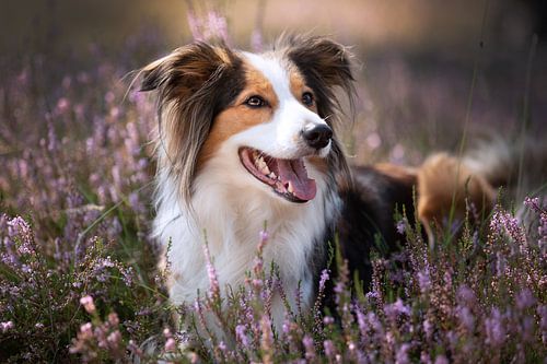 border collie op de heide