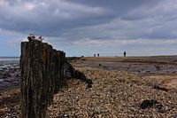 De zee bij Moddergat