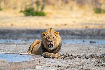 Leeuw in Namibië, Afrika van Patrick Groß