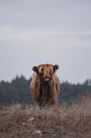Portret Schotse Hooglander