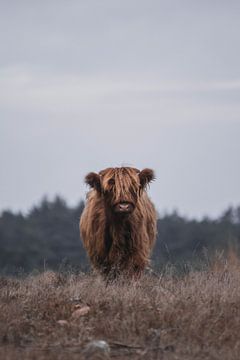 Portret Schotse Hooglander van BY MEAGAN