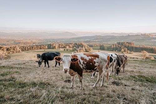 Sweet cow with Allgäu mountains in the background