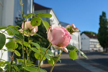 rosa Hochstammrosen am Circus in Putbus auf Rügen