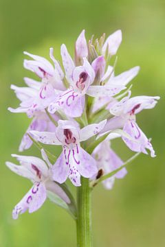 Blütenstand Geflecktes Knabenkraut ( Dactylorhiza maculata ), wildblühende Orchideenart, Orchideen i sur wunderbare Erde