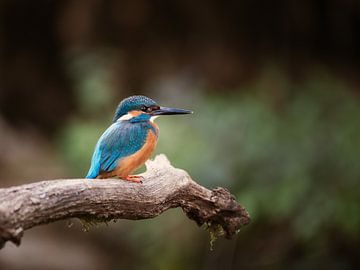 Close-up van IJsvogel op tak in Nederlandse natuur