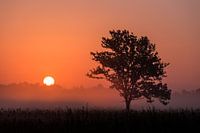 ochtend zon