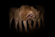 Leeuwen bij nacht van Anja Brouwer Fotografie thumbnail