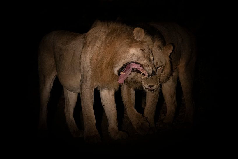 Leeuwen bij nacht van Anja Brouwer Fotografie
