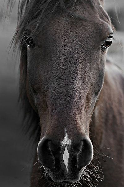 Dunkles Pferd von Monika Strigel