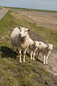 Schaap met lammetjes op de Waddendijk van Terschelling