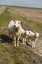 Sheep on the dyke of the island Terschelling in the Netherlands von Tonko Oosterink Miniaturansicht