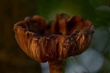Herbstfarben von Eric Fotografie
