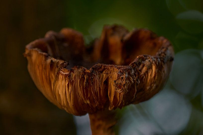 Couleurs d'automne par Eric Fotografie