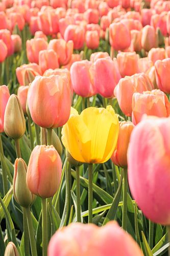 Tulpen - één gele tulp tussen roze