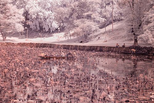 Maintenance of the pond