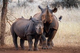 Nashorn-Mutter & Vamp; Tochter von Cathy Janssens