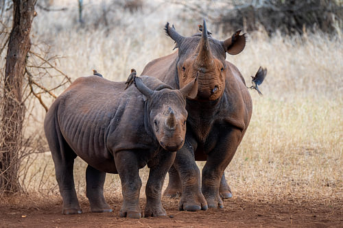 Rhinoceros mother & daughter