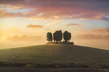 Cipressenbos op de top van een heuvel in Toscane van Stefano Orazzini