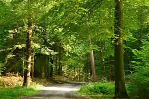Le soleil dans la forêt II
