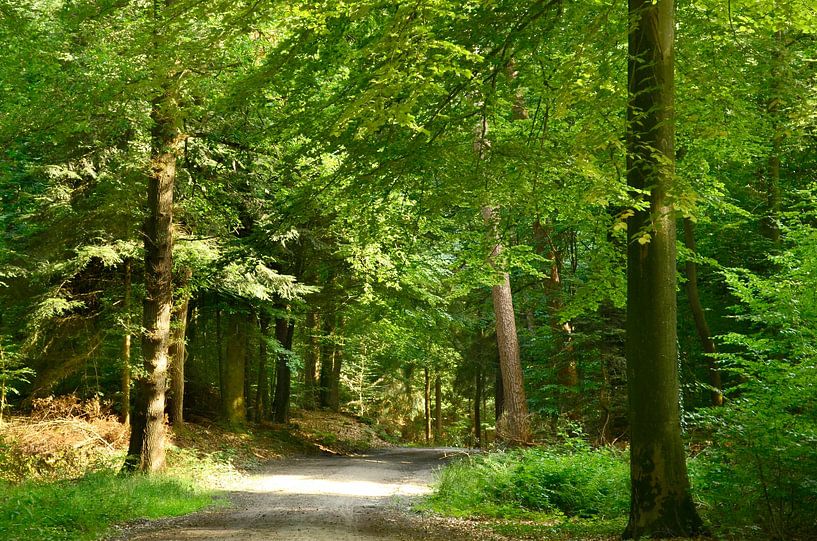Sonnenlicht im Wald II von Corinne Welp