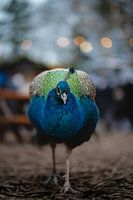 Paon se promenant dans un large éventail de Noël
