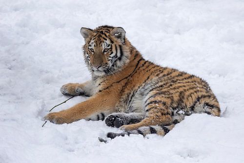 Tiger cub enjoys the snow