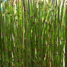 Bambus van Carolina Vergoossen