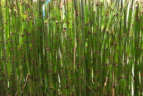 Bambus van Carolina Vergoossen