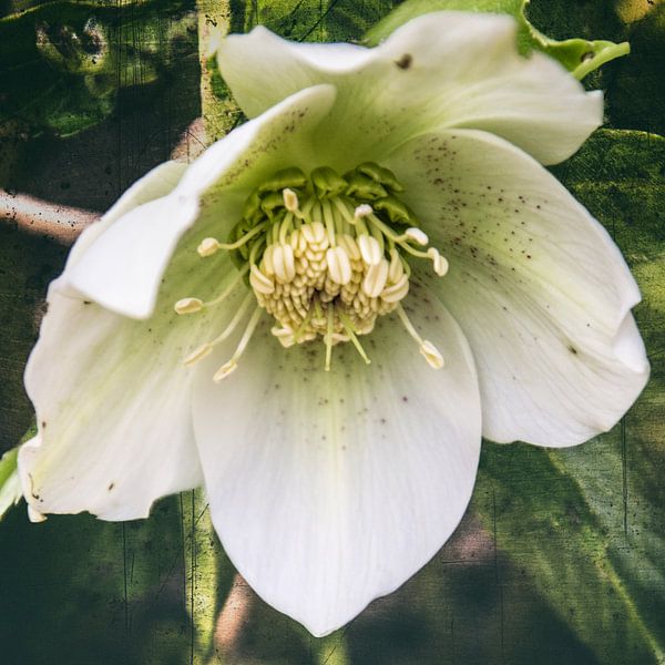 roses Carême - Oriental Hellébore par Christine Nöhmeier