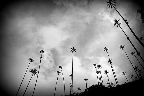 Wachspalmen in Kolumbien