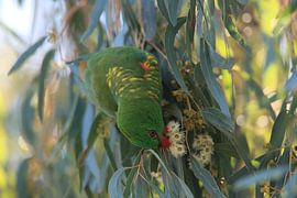 scaly-breasted lorikeet looking for forage queensland australia