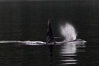Männlicher Orca (Orcinus orca)