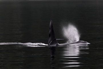 Orque mâle (Orcinus orca) sur AGAMI Photo Agency