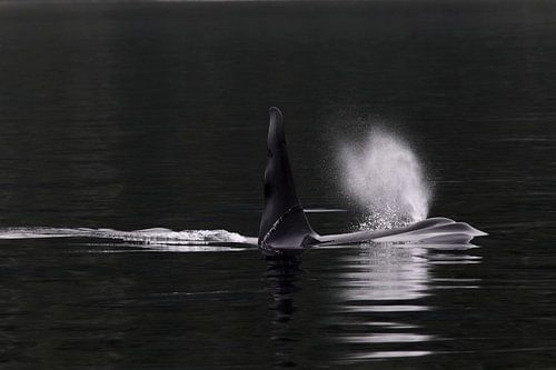 Mannetje Orka (Orcinus orca)