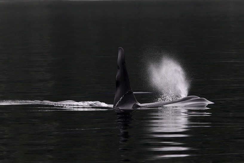 Orque mâle (Orcinus orca) par AGAMI Photo Agency