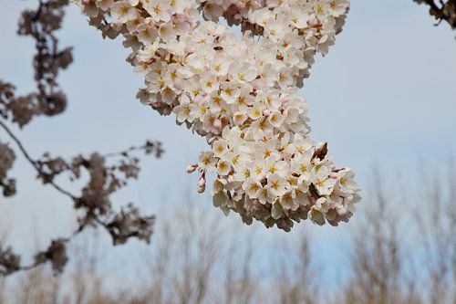 Kersenbloesem/Sakura