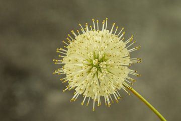 Ballflower/ Cephalanthus occidentalis sur Tanja van Beuningen