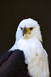 Afrikanischer Seeadler von Jack Van de Vin