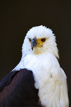 Afrikanischer Seeadler von Jack Van de Vin