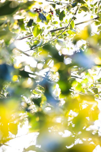 Abstrakte Formen von Blättern | Stillleben, Nahaufnahme, Naturfotografie von Suzanne Rotteveel