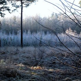 Een koude winterochtend van Photographico Magnifico