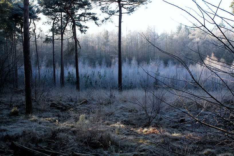 Ein kalter Wintermorgen von Photographico Magnifico