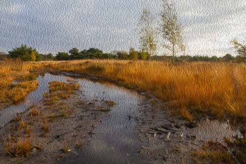 Kempische zandgronden - landschapsfoto ZOOM IN!